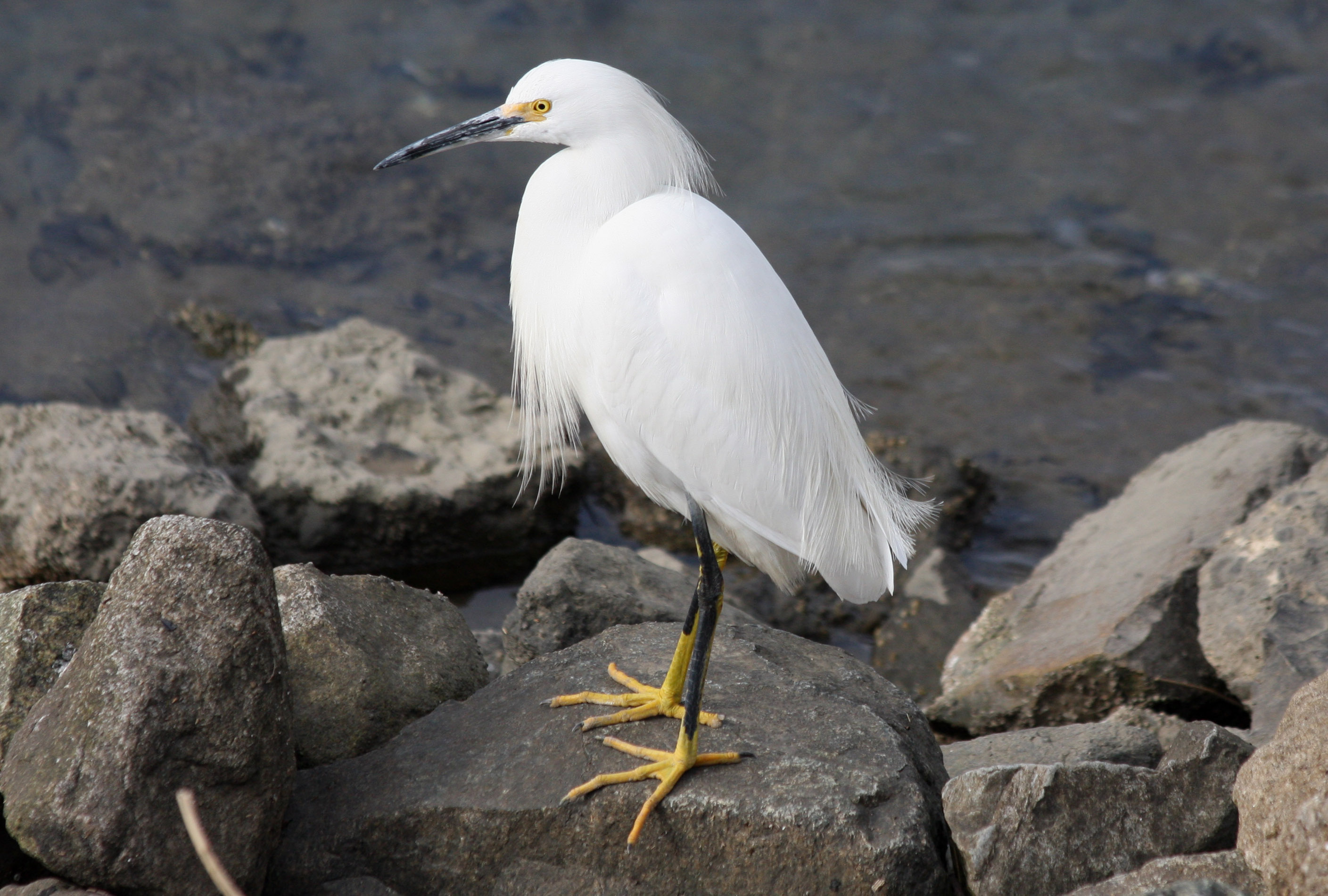 Snowy Egret, Egretta thula